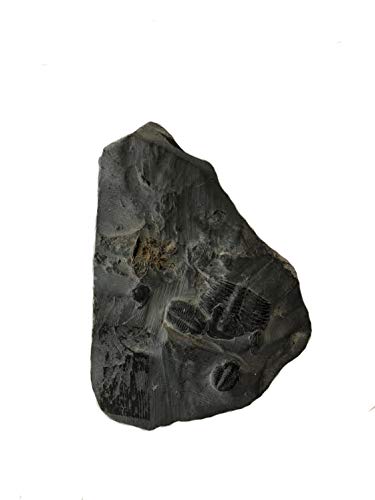 Trilobite – 1/2 oz.