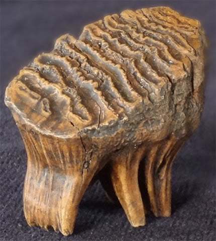 Buy mammoth online tooth