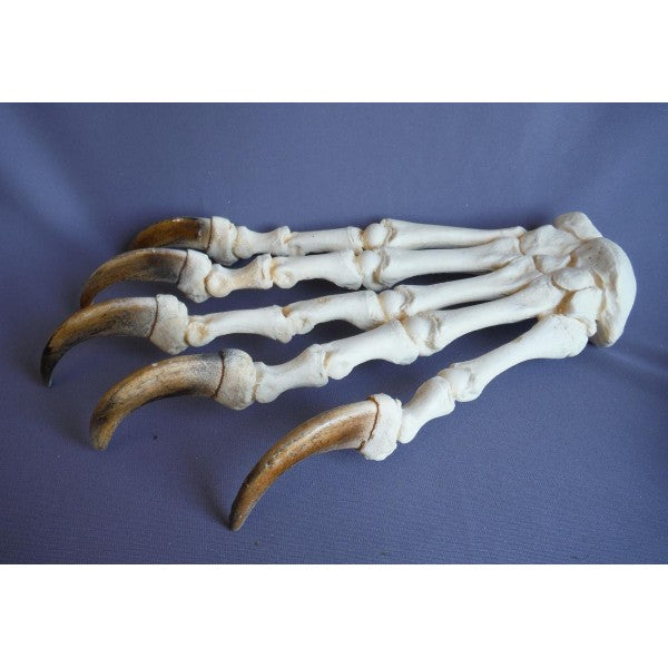 grizzly bear skeleton