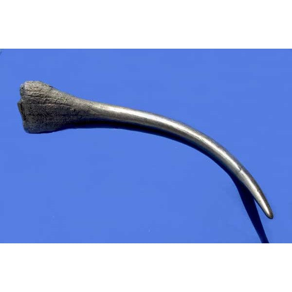 Black Rhino Horns Pair (Replica) - Bone Clones, Inc. - Osteological  Reproductions