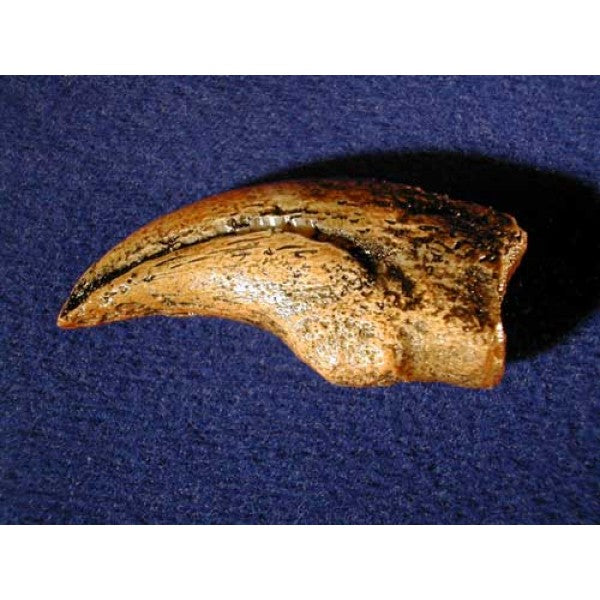 Real dinosaur best sale claw for sale