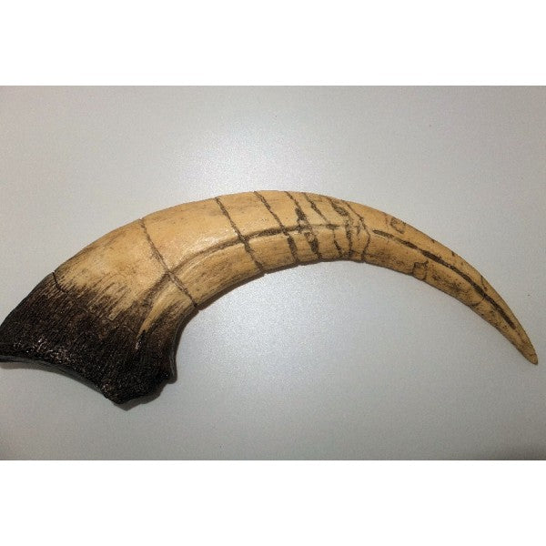 Beautiful Raptor Claw - Tegana Formation (#4761) For Sale 