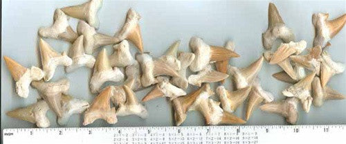  SHARK TEETH Fossils (1 Pound) Bulk Wholesale, Grade A