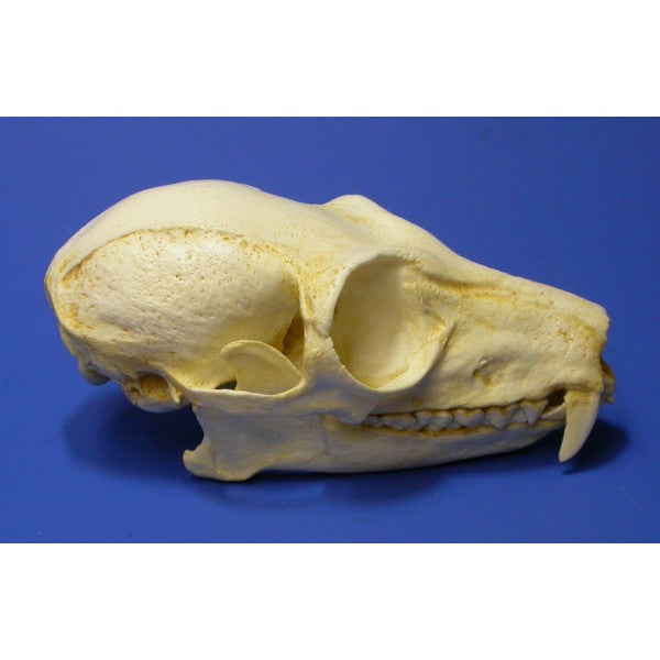 slow loris skull