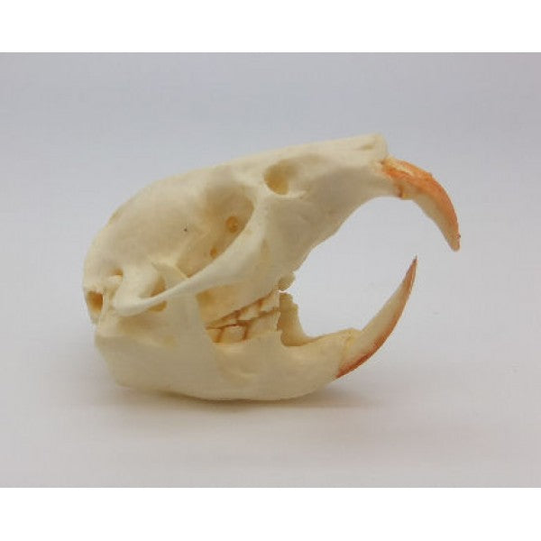 mole skull