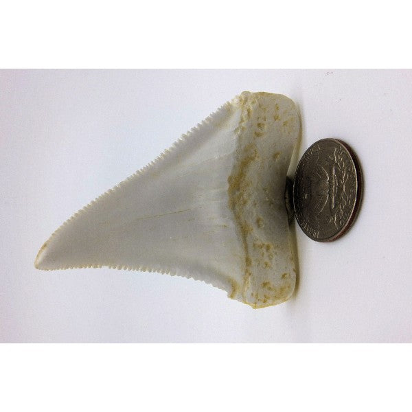 Great White Shark Tooth Replica, DINOSAURS ROCK SUPERSTORE