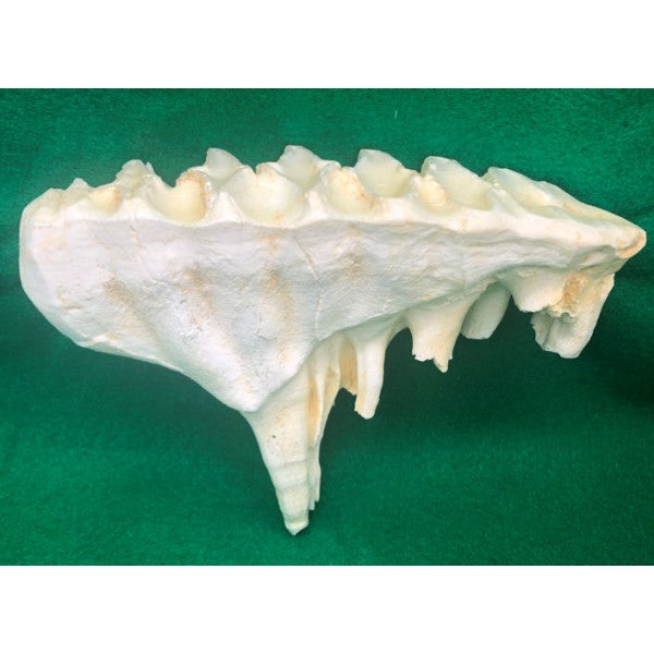 Great White Shark Tooth Replica, DINOSAURS ROCK SUPERSTORE