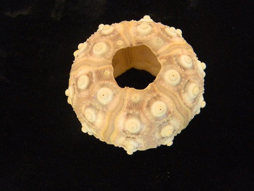 Deep Water Sea Urchin Specimen