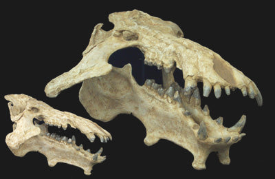 prehistoric predators archaeotherium
