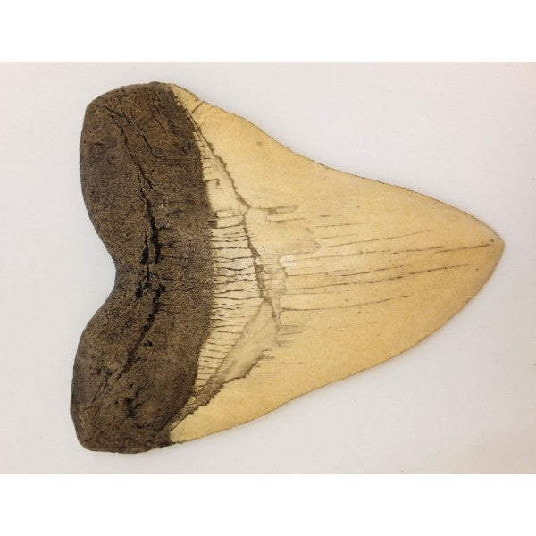 Megalodon Shark Tooth Replica - White, DINOSAURS ROCK SUPERSTORE