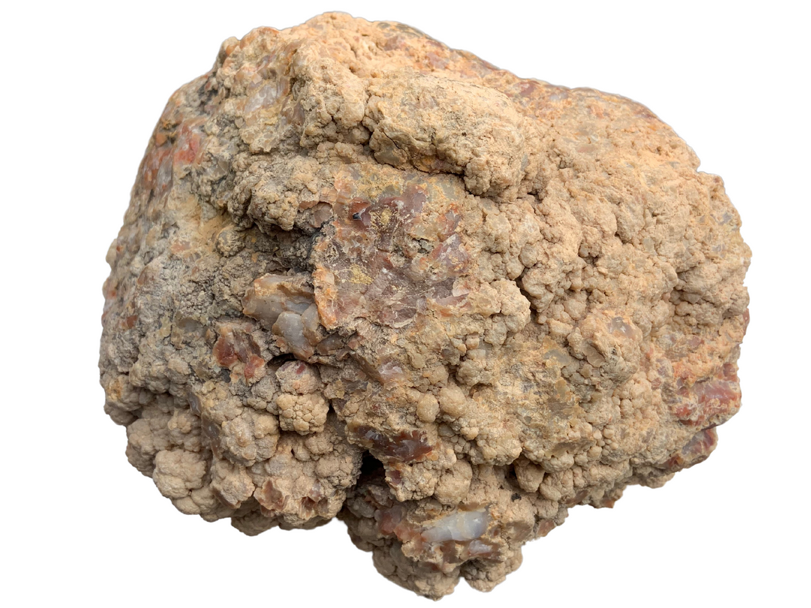 Dinosaur Coprolite – Fossilized Dino "POOP" 12" - 31LBS! (A1)