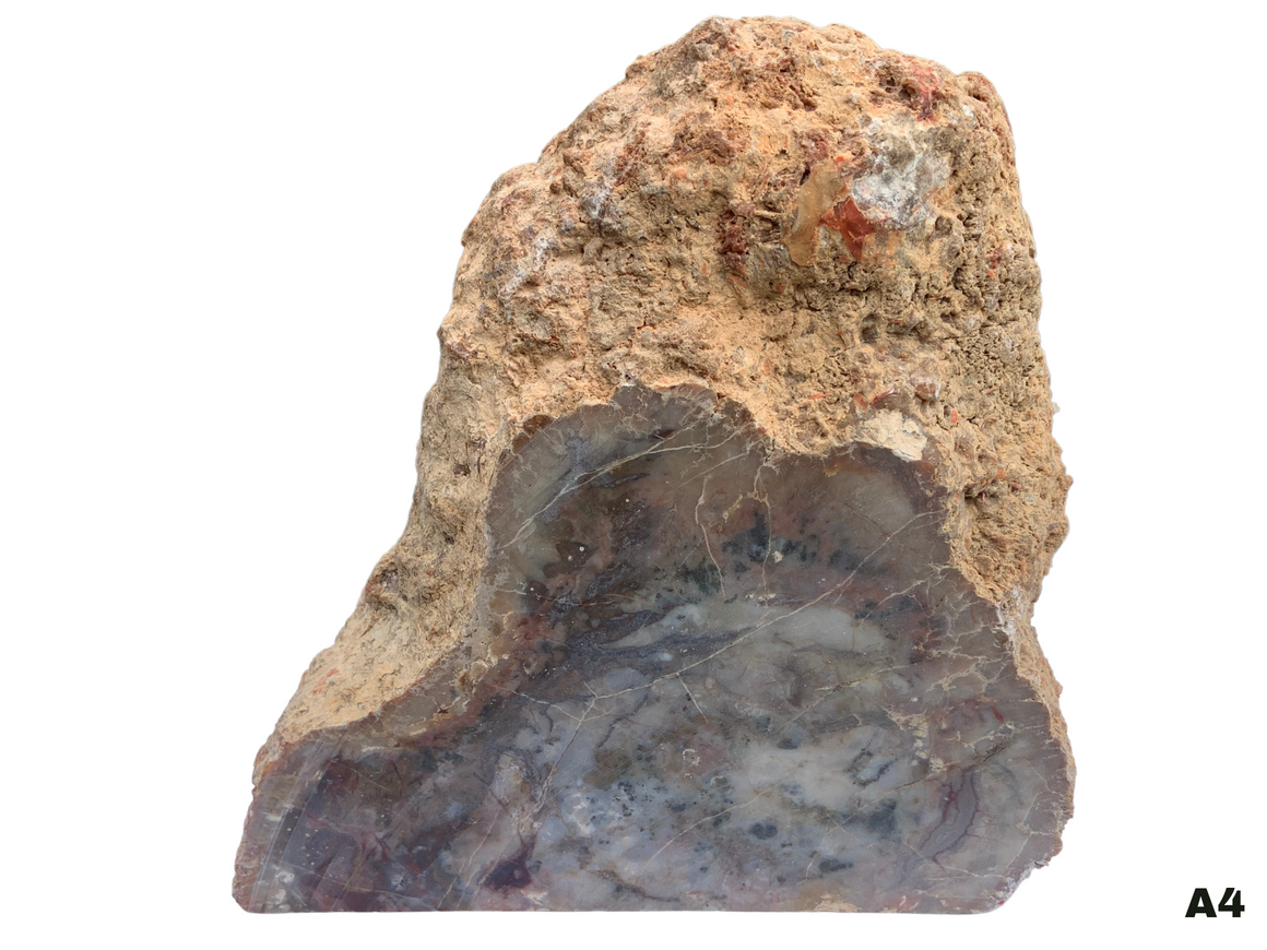 Dinosaur Coprolite – Fossilized Dino "POOP" 8" - 10LBS! (A4)