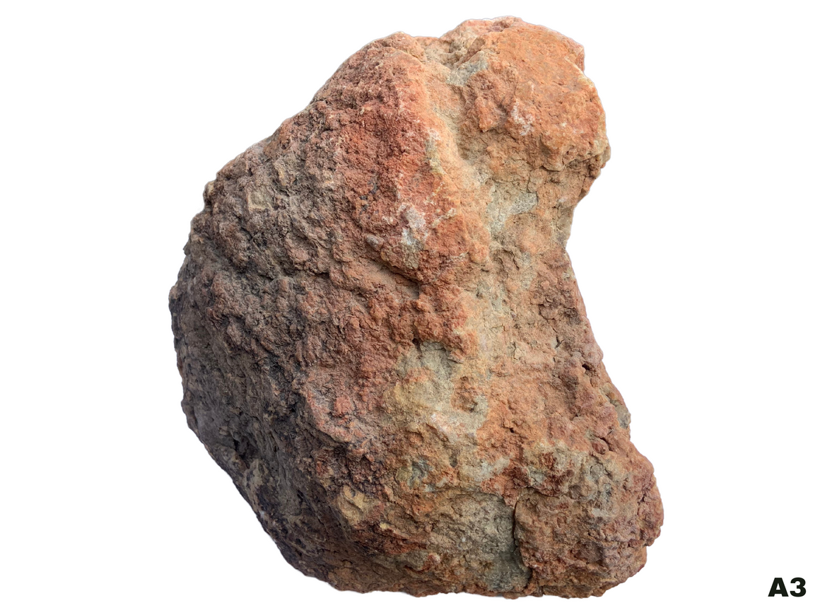 Dinosaur Coprolite – Fossilized Dino "POOP" 8" - 13LBS! (A3)