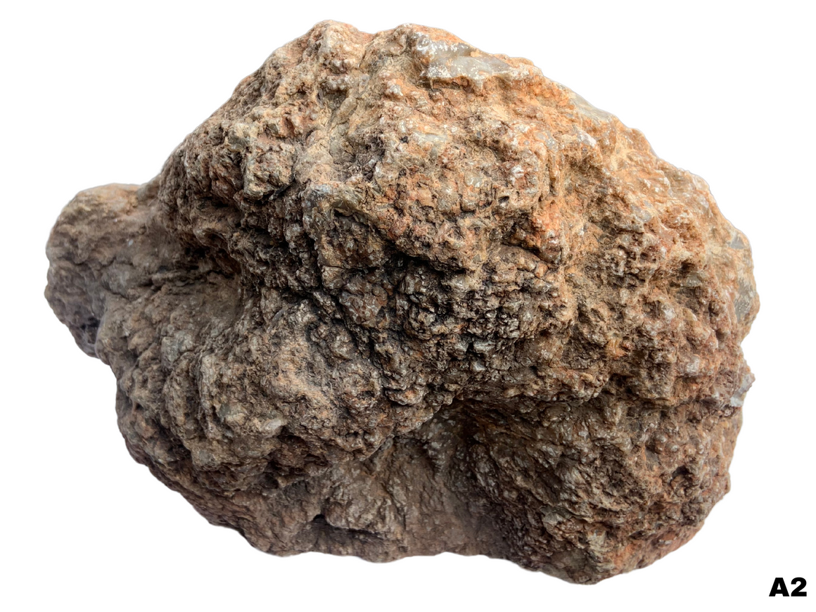 Dinosaur Coprolite – Fossilized Dino "POOP" 10" - 15LBS! (A2)