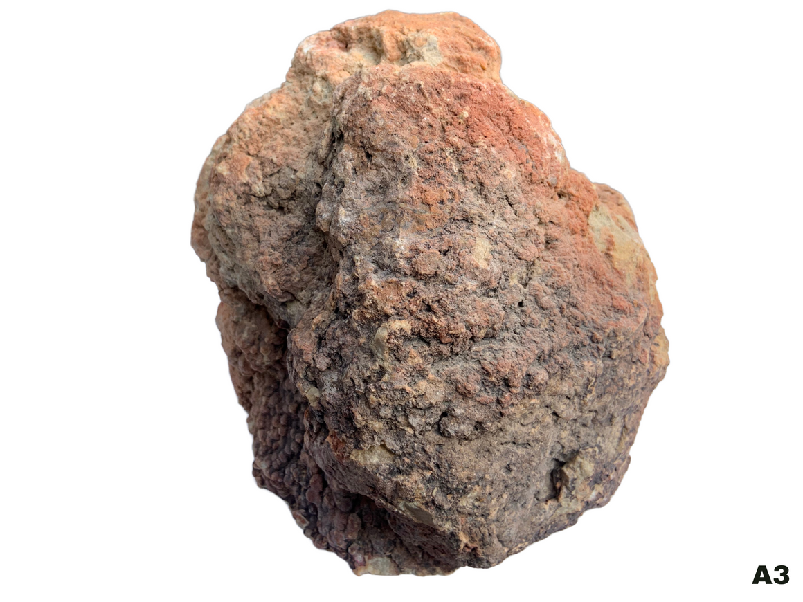 Dinosaur Coprolite – Fossilized Dino "POOP" 8" - 13LBS! (A3)