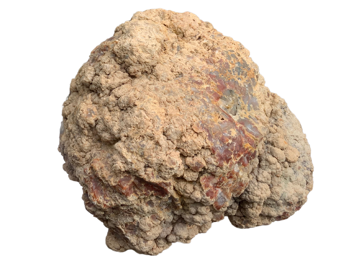 Dinosaur Coprolite – Fossilized Dino "POOP" 12" - 31LBS! (A1)