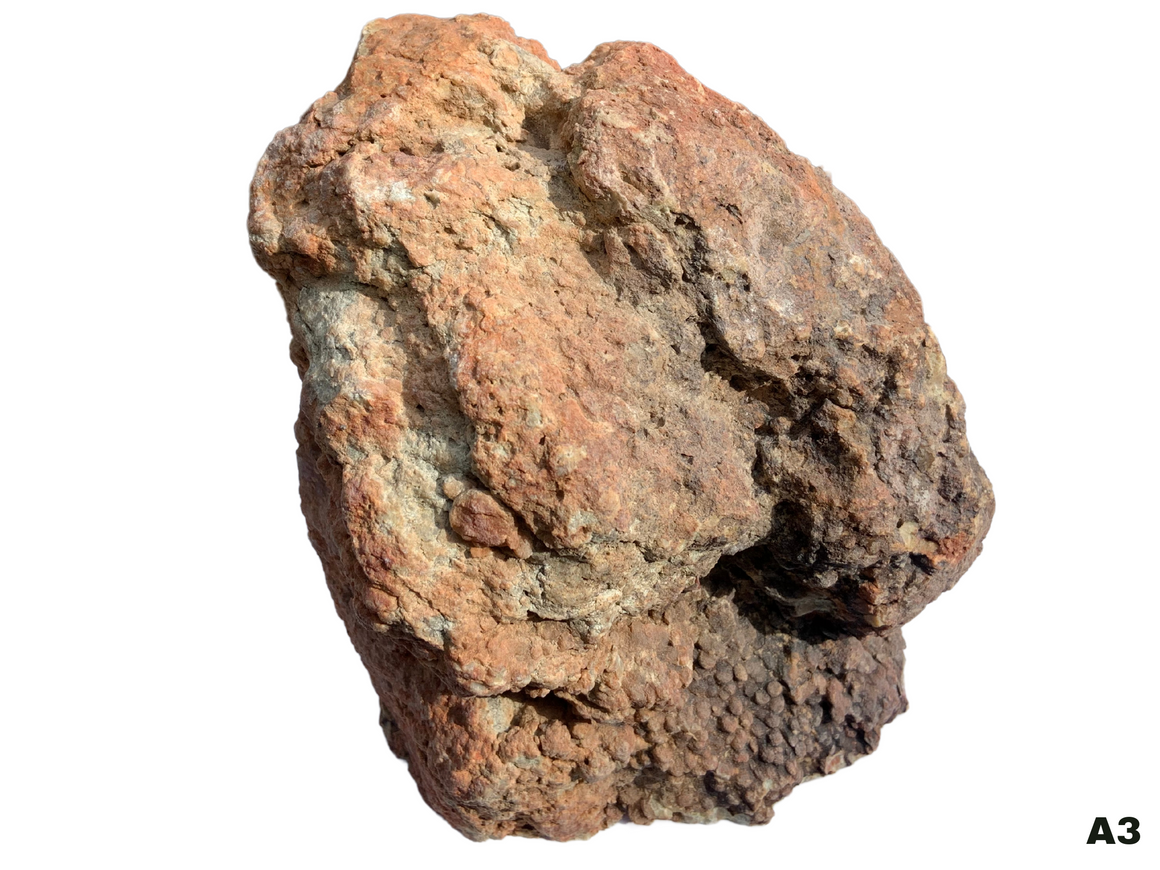 Dinosaur Coprolite – Fossilized Dino "POOP" 8" - 13LBS! (A3)