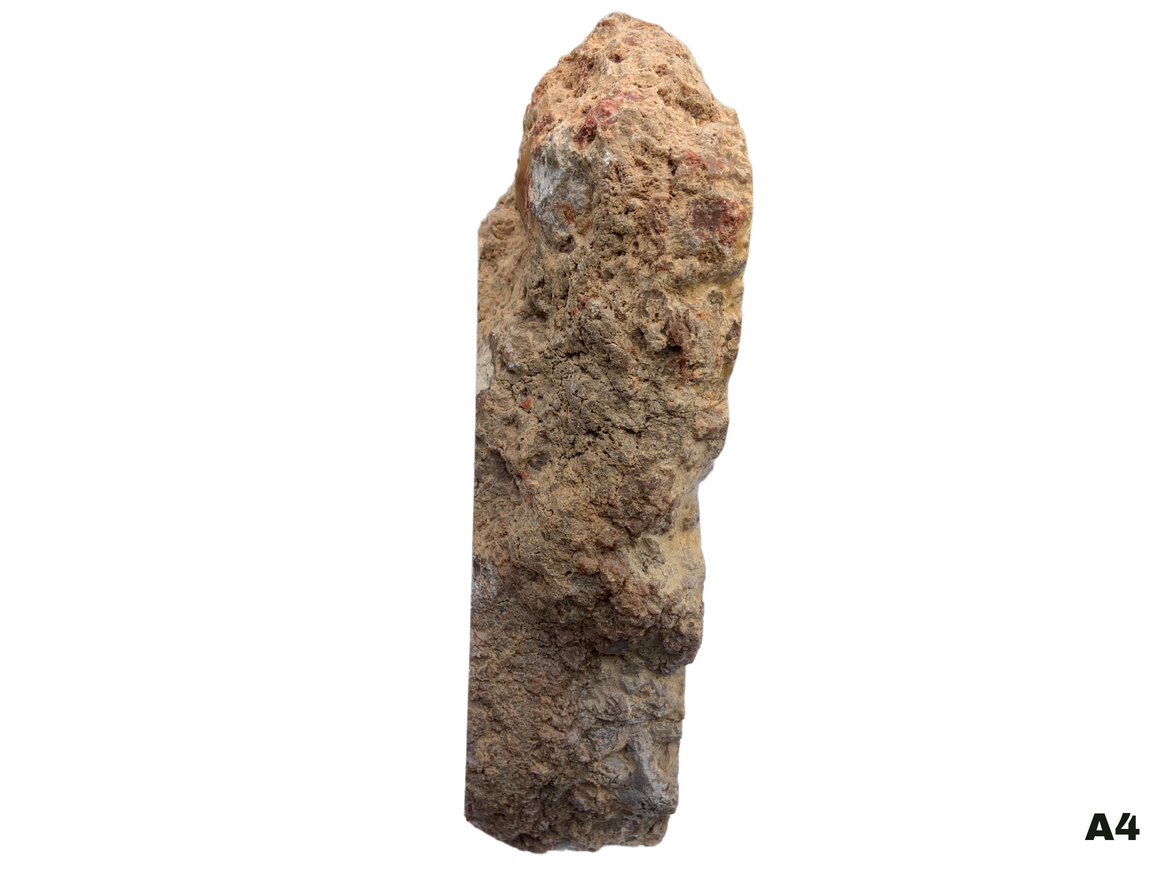 Dinosaur Coprolite – Fossilized Dino "POOP" 8" - 10LBS! (A4)