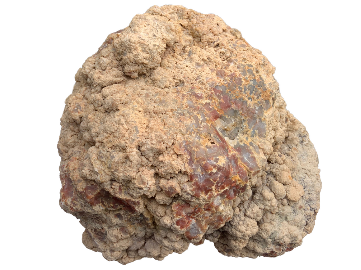 Dinosaur Coprolite – Fossilized Dino "POOP" 12" - 31LBS! (A1)