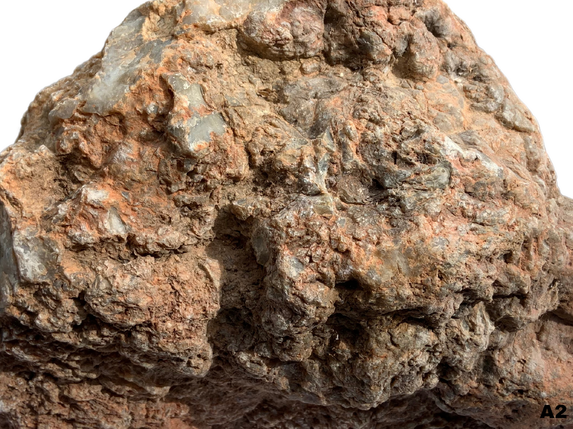 Dinosaur Coprolite – Fossilized Dino "POOP" 10" - 15LBS! (A2)