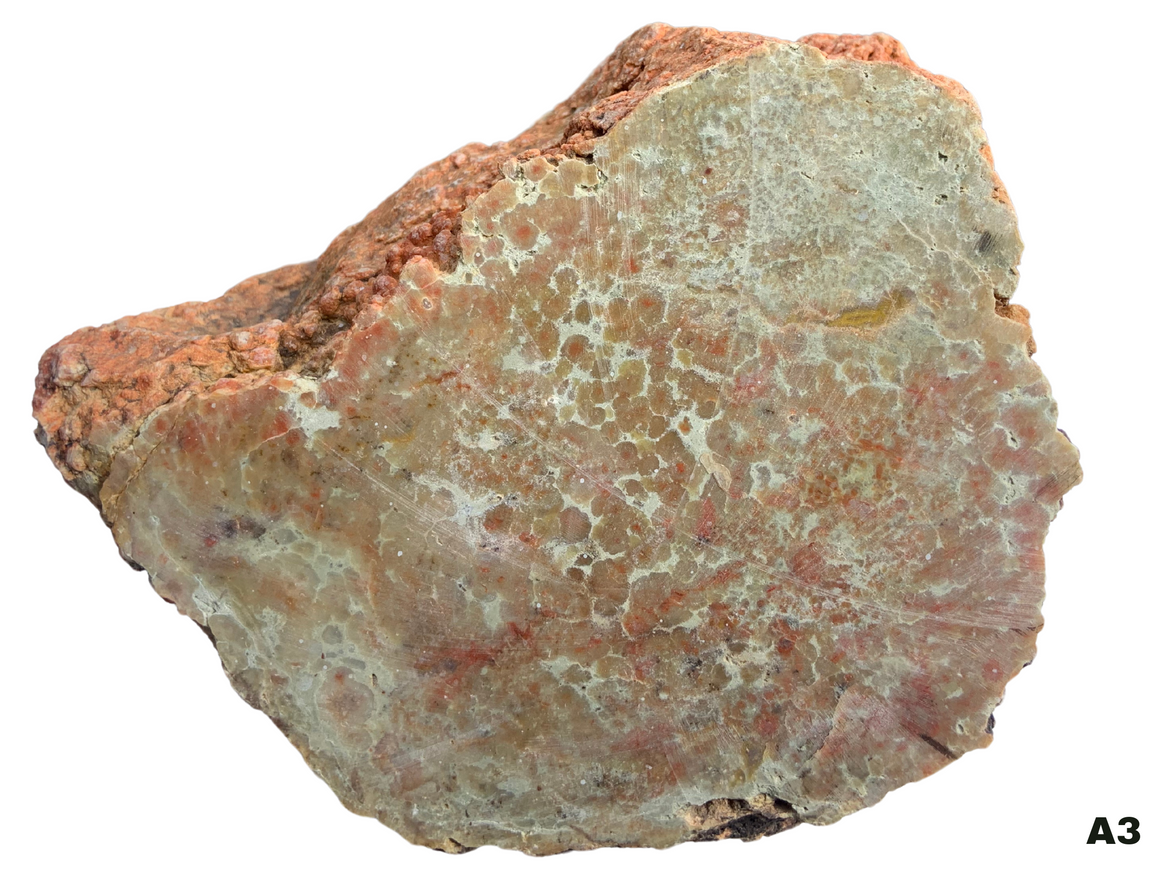 Dinosaur Coprolite – Fossilized Dino "POOP" 8" - 13LBS! (A3)