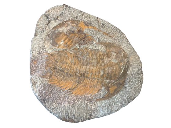 Giant Genuine Fossil Paradoxides Trilobite - 19" wide