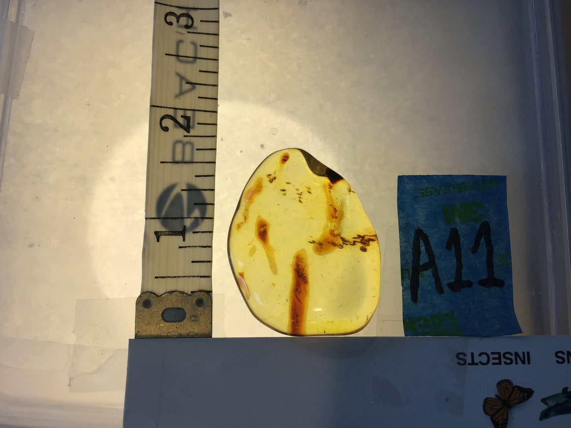 Genuine Amber Specimen with Insect Inclusions - Originally $150, Now $99 (A11)