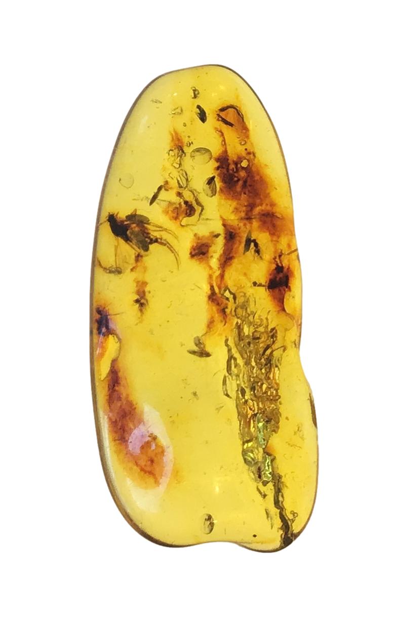 Genuine Amber Specimen with Insect Inclusions - Originally $150, Now $99 (A14)