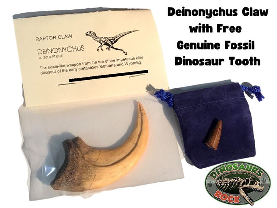 Dinosaur Claw - Deinonychus - replica with Bonus Genuine Fossil Spinosaurus Dinosaur Tooth