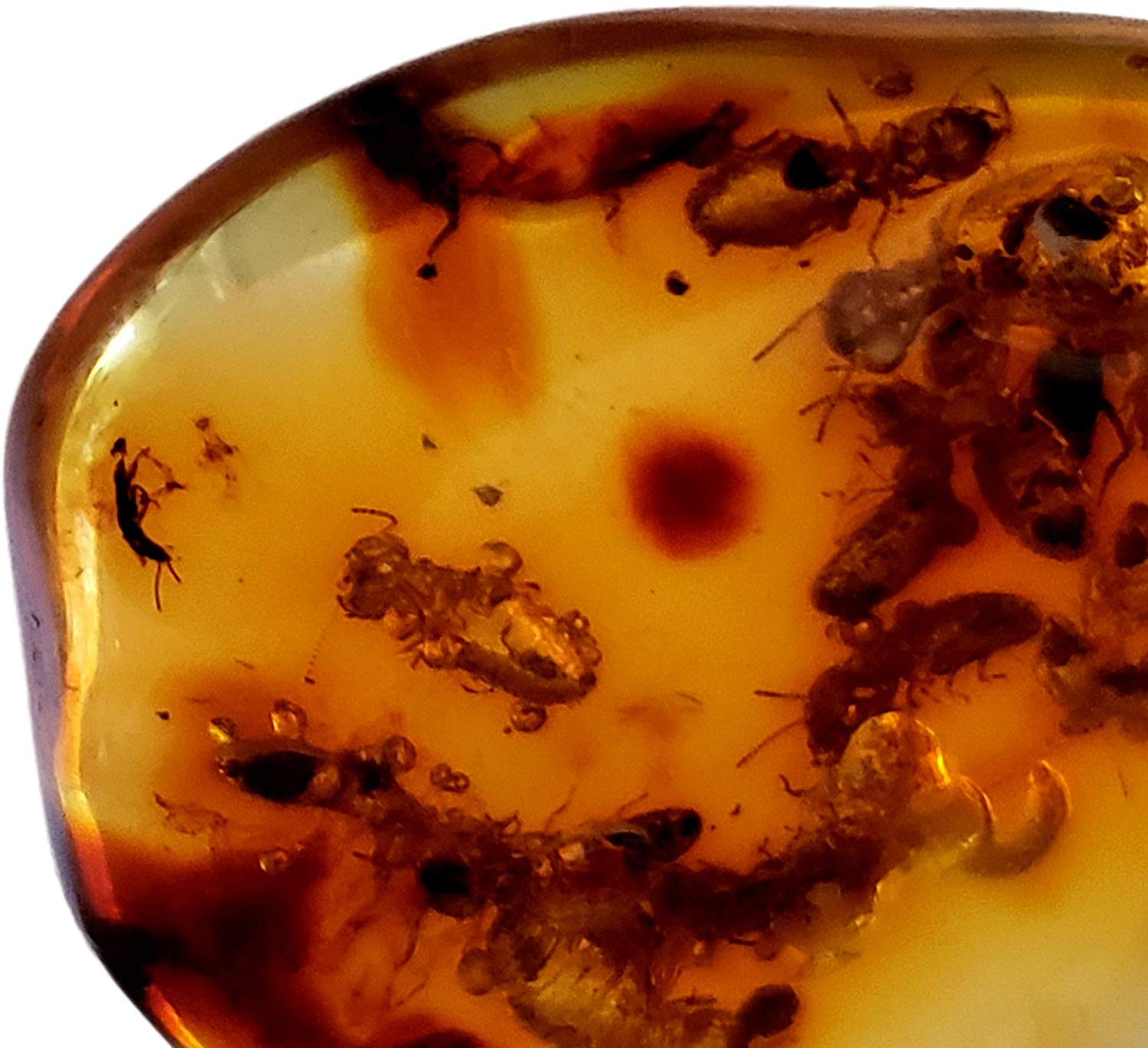 Genuine Amber Fossil Specimen - Multiple Insect Inclusions - Naturally