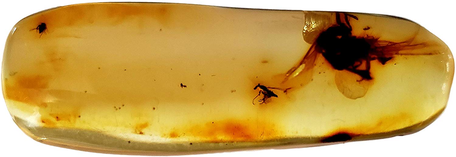 Genuine Amber Fossil Specimen - Multiple Insect Inclusions - Naturally