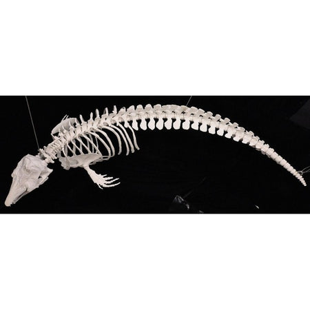 Beluga Skeleton Articulated Skeleton Replica | DINOSAURS ROCK ...