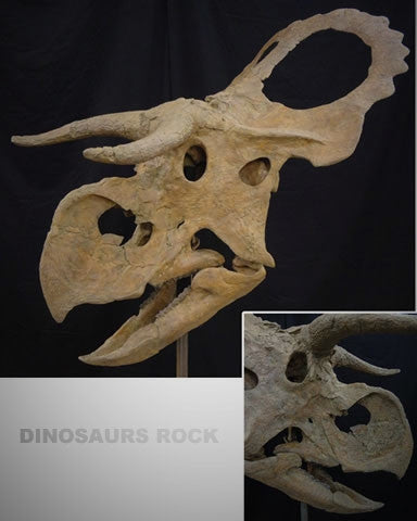 Deinosuchus Skeleton dinosaur replica, DINOSAURS ROCK SUPERSTORE