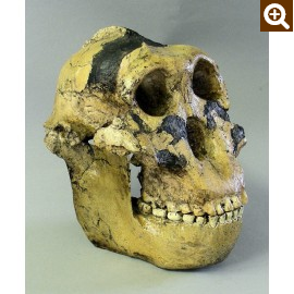 Zinjanthropus Skull Replica | DINOSAURS ROCK SUPERSTORE | Fossil ...