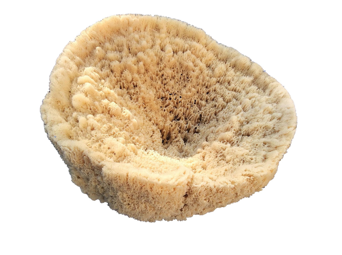 Giant SEA SPONGE #1 - dinosaursrocksuperstore